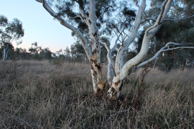tree on ridge2.jpg